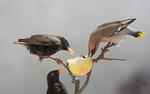 Sturnus vulgaris