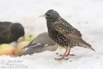 Sturnus vulgaris