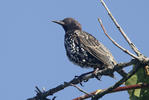 Sturnus vulgaris