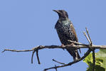 Sturnus vulgaris