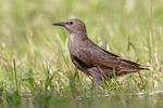 Sturnus vulgaris