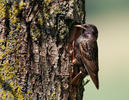 Sturnus vulgaris