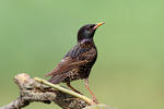 Sturnus vulgaris