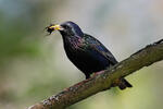 Sturnus vulgaris