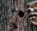 Sturnus vulgaris