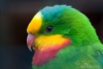 Superb Parrot