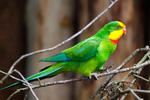 Superb Parrot