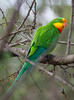 Superb Parrot