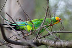 Superb Parrot