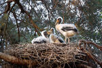 Svartstork