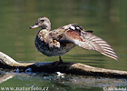 Swans, Geese and Ducks (Anseriformes)