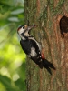 Syrian Woodpecker