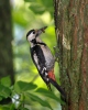 Syrian Woodpecker