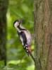 Syrian Woodpecker