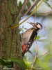 Syrian Woodpecker