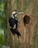 Syrian Woodpecker