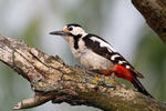 Syrian Woodpecker