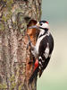 Syrian Woodpecker