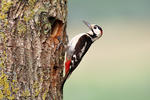 Syrian Woodpecker