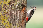 Syrian Woodpecker