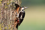 Syrian Woodpecker