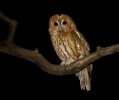 Tawny Owl