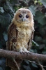 Tawny Owl