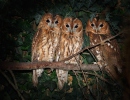 Tawny Owl