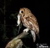 Tawny Owl