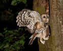 Tawny Owl