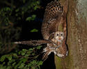 Tawny Owl