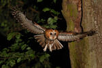 Tawny Owl