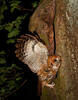 Tawny Owl