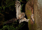 Tawny Owl