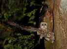 Tawny Owl