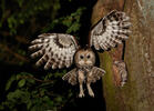 Tawny Owl