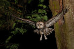 Tawny Owl