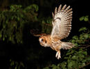Tawny Owl