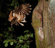 Tawny Owl