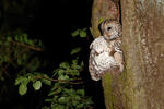 Tawny Owl