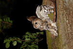 Tawny Owl