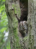 Tawny Owl