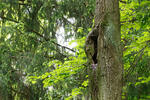 Tawny Owl