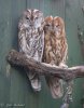 Tawny Owl