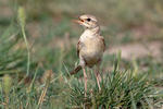 Tawny pipit