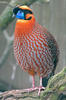 Temminck's Tragopan