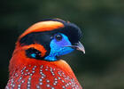 Temminckstragopan