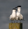 Thalasseus sandvicensis