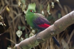 Touraco vert