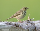 Tree Pipit